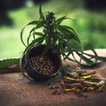 CBD Hemp Capsule