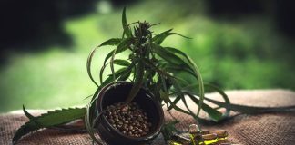 4 Reasons Why Strong CBD Hemp Capsules Are Beneficial For You CBD Hemp Capsule