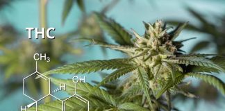 Are Health Experts Allowed To Consume Delta-10 THC? Delta-10 THC