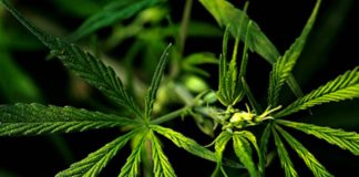 How To Identify The Best Quality Of Hash? Hash